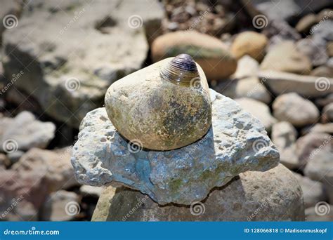 Stacked Rocks And Shell Stock Photo Image Of Ocean 128066818