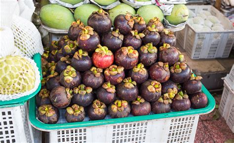 Garcinia mangostana / IPlantz