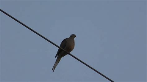 Opening Day Dove Season 2019 Georgia Youtube