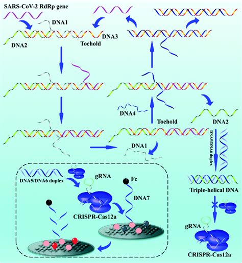 Exploring The Entropy Driven Amplification Reaction And Trans Cleavage Activity Of Crispr