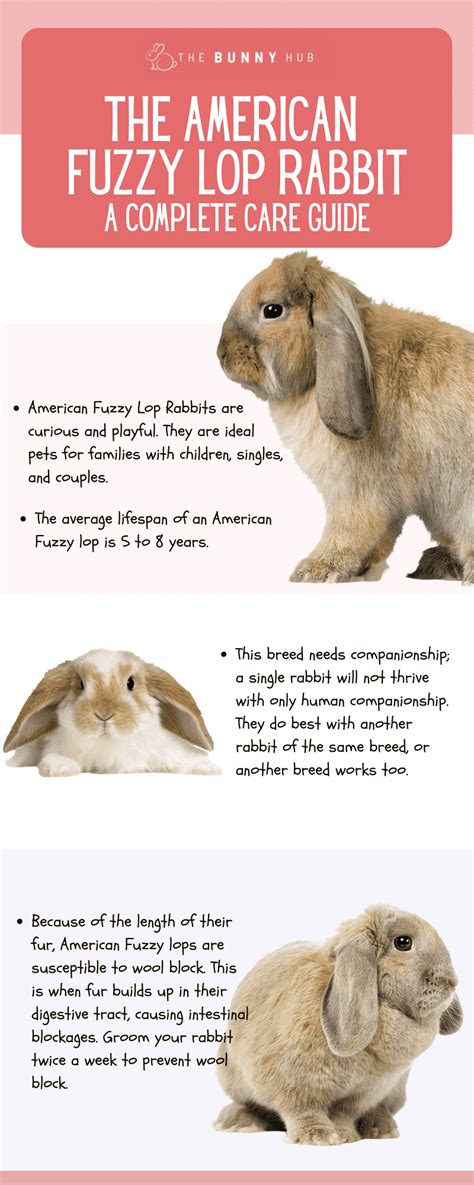 The American Fuzzy Lop Rabbit A Complete Care Guide The Bunny Hub