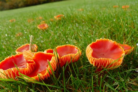 Newly Protected Sites Safeguard Fabulous Fungi Govuk