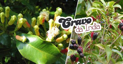 Cravo Da India Cha De Cravo Eugenia Caryophyllata Plantas Exóticas