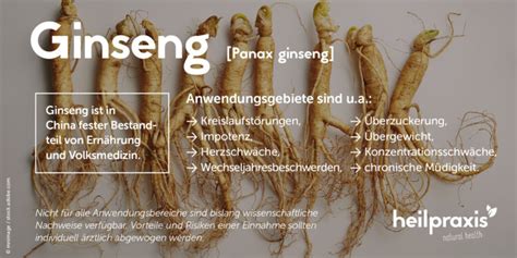 Ginseng Wirkung Und Anwendung Heilpraxis