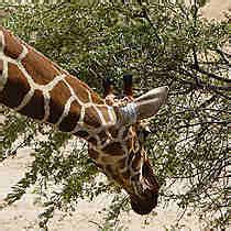 Portrait De Girafe Girafes Animaux Animaux R Serve Nationale De