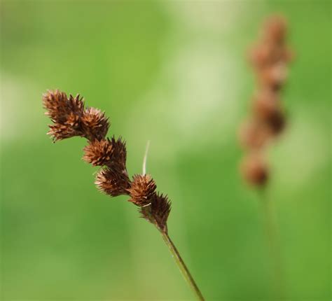 Carex Cristatella Crested Sedge At Toadshade Wildflower Farm