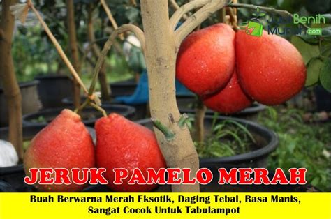 Jual Bibit Sayur Murah Bibit Duku Tanpa Biji 70cm