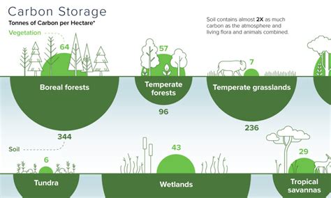 A Complete Visual Guide To Carbon Markets Dipantara Jogja