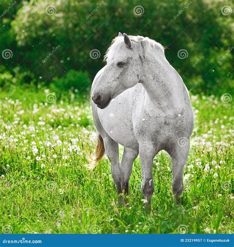 Grey Horse Stock Image Image Of Outdoor Countryside 23219957