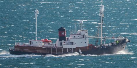 In Islanda Riprende La Caccia Alle Balene Dopo Una Pausa Di Due Mesi