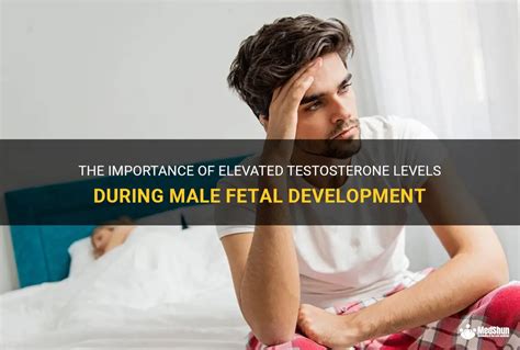 The Importance Of Elevated Testosterone Levels During Male Fetal Development Medshun