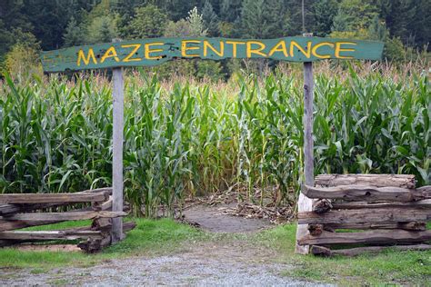 Corn Maze | McNab's Corn Maze & Produce Farm