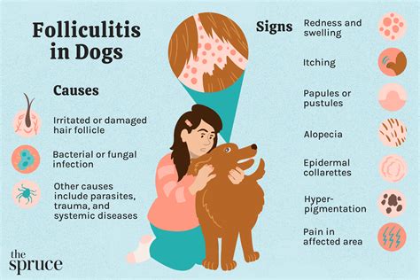 Folliculitis In Dogs: 10 Causes And How To Treat Them, 41% OFF