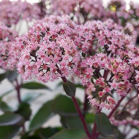 Sedum 'Matrona' - Midwest Groundcovers, LLC