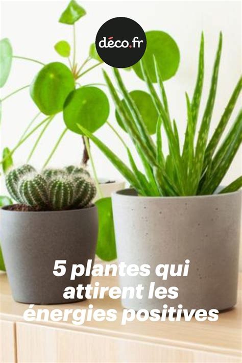 Plantes Qui Attirent Les Nergies Positives Plante Deco Plantes