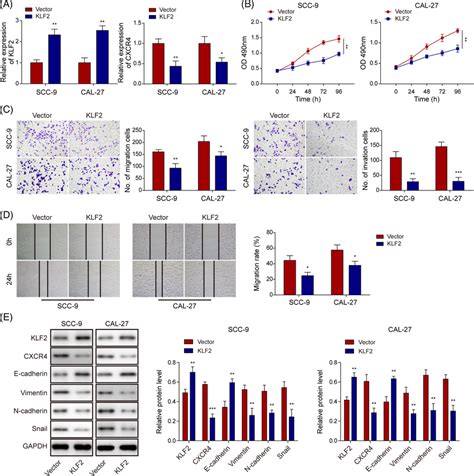 KLF2 Overexpression Suppressed EMT And Metastasis Of OSCC Cells SCC9