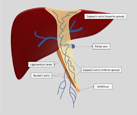 The Falciform Ligament Region Comprehensive Anatomy And Imaging