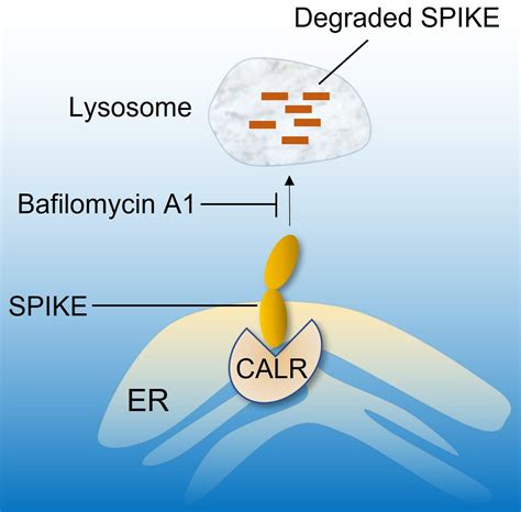 Cells Free Full Text Calreticulin Regulates Sars Cov 2 Spike Protein Turnover And Modulates