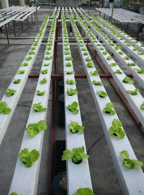 Vertical Nft Channel Pvc Gully Hydroponic Pipe Grow System China