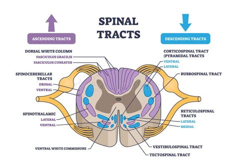 Spinal Tracts With Medical Ascending And Descending Parts Outline