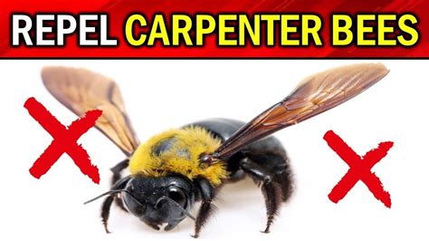 How To Get Rid Of Carpenter Bees Naturally Easy Ways To Eradicate