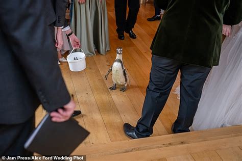 Something Borrowed Something Pingu Ring Bearer Penguin Surprises