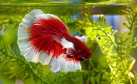 Fish That Can Live With Bettas Ideal Mates For Your Ferocious Fish