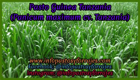 Pasto Guinea Mombasa Panicum Maximum Cv Mombasa