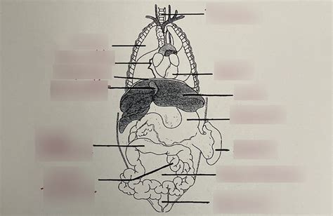 Cat Organs Diagram Quizlet