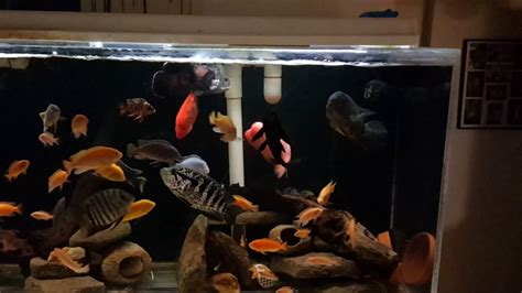 Feeding The 300 Gallon Cichlid Tank YouTube