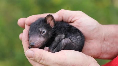 Nacen En Australia Los Primeros Demonios De Tasmania En A Os El