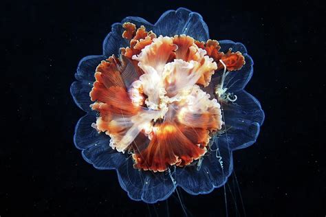 Lion S Mane Jellyfish By Alexander Semenov