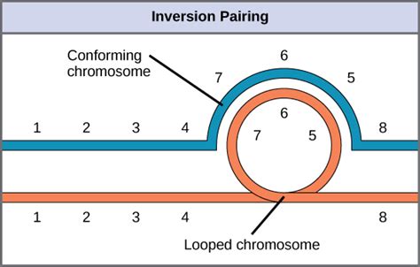 Chromosomal Basis Of Inherited Disorders Biology 2e Part I 2nd Edition