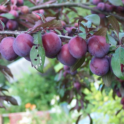 Chickasaw Plum Seeds Prunus Angustifolia Small Deciduous