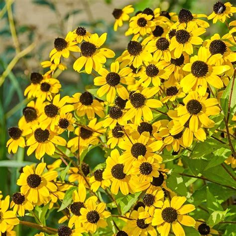 Brown Eyed Susan Rudbeckia Triloba High Country Gardens