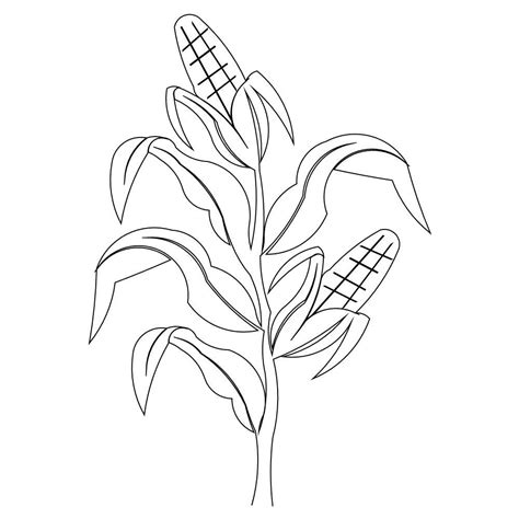 Corn Drawing At Getdrawings Free Download