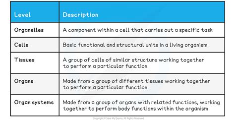 Levels Of Organisation Igcse Biology Revision Notes