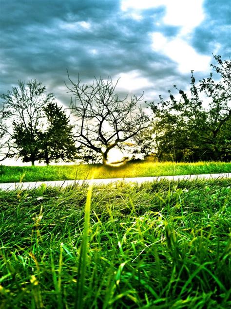 Fotos gratis paisaje árbol naturaleza césped rama flor nube