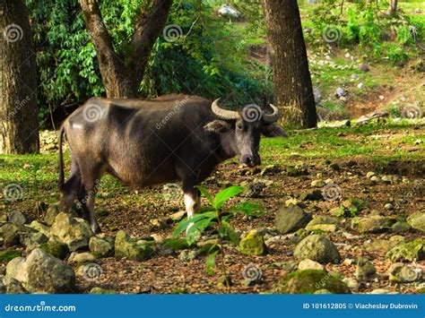 Cow Or Carabao On Forest Pasture Asia Agriculture Travel Photo Stock