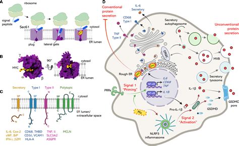 Frontiers The One That Got Away How Macrophage Derived IL 1β Escapes