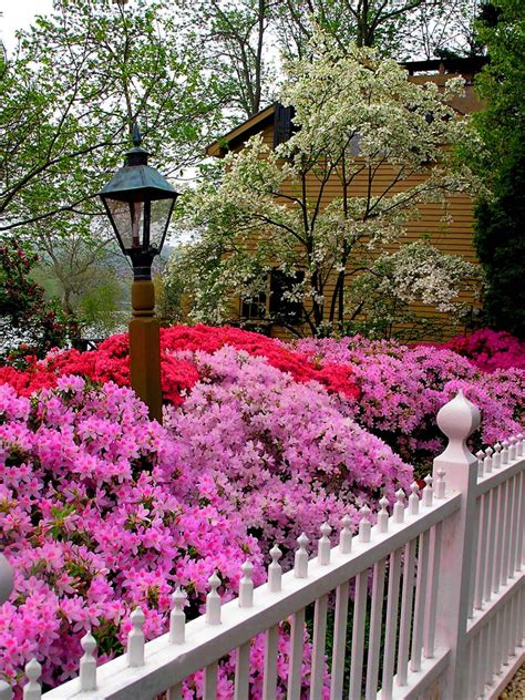 Types Of Bushes Flowering Hgtv