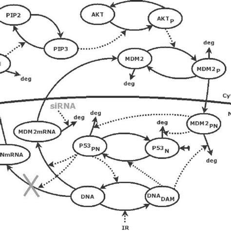 Model Of The P53 Mdm2 Signaling Pathway With PTEN Production Blockade