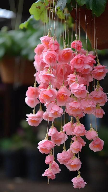 Ritz Farming Weeping Begonia Flower Bulbs Pinkish Color Flower Bulbs