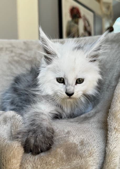 Animaux Archive Chatterie MAKATEA Maine Coon