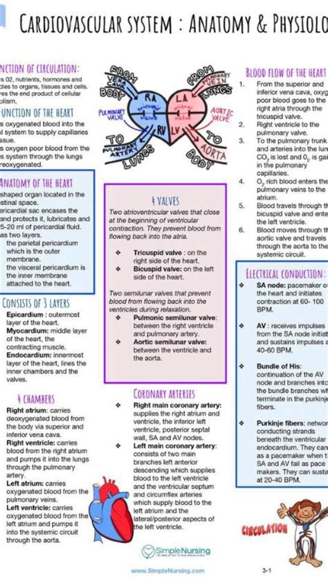 heart structure | Nurse study notes, Nursing student tips, Nursing ...