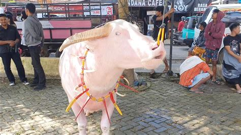 Kerbau Toraja Kontes Kerbau Puluhan Milyar Festival Budaya Toraja