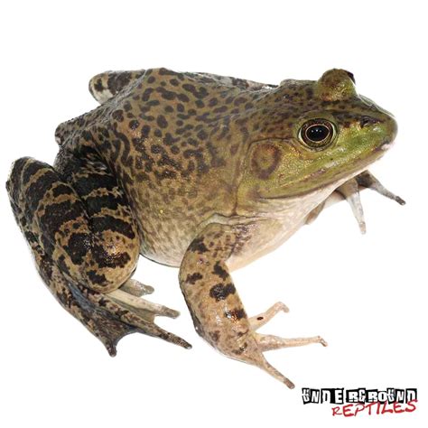 Bullfrog Tadpoles for Sale – AdinaPorter