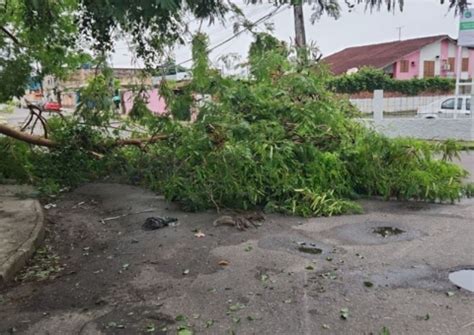 Árvore tomba após temporal e bloqueia ruas em Manaus