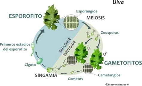 Reproducción de las algas Resumen
