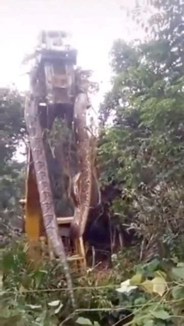 An Abandoned Roller Coaster In The Middle Of Some Bushes And Trees With